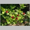 calycanthus floridus.jpg